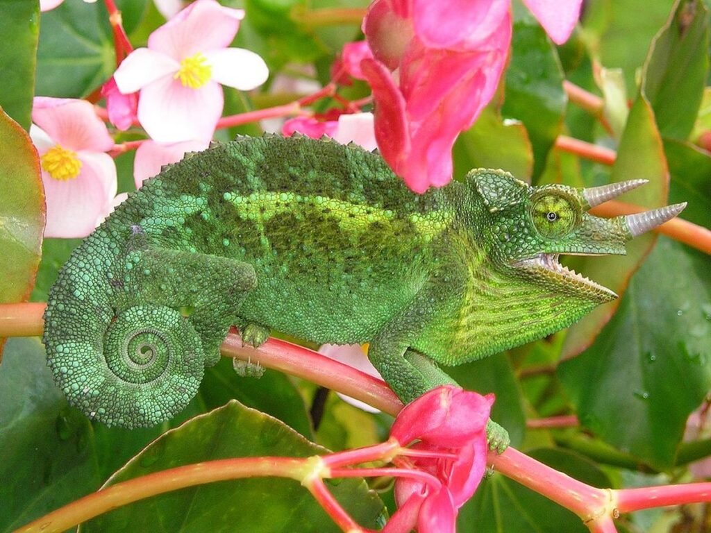 Jackson's Chameleon