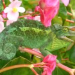 Jackson's Chameleon