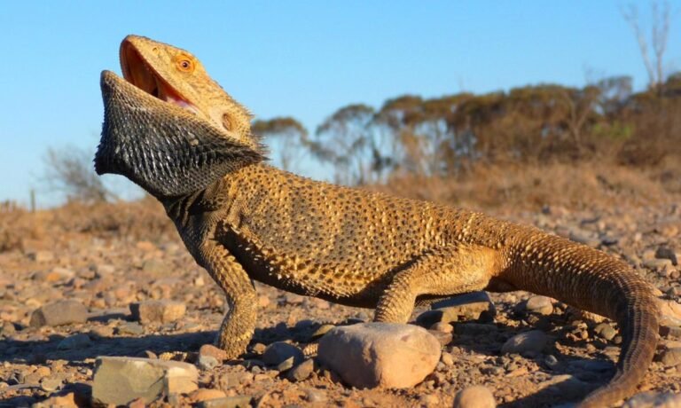 Pogona vitticeps or the central bearded dragon
