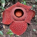 Rafflesia arnoldii