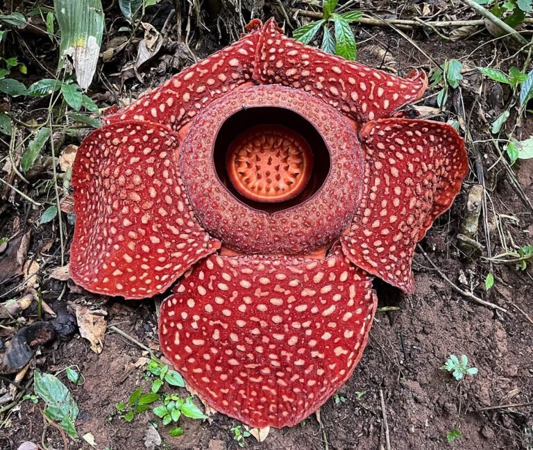 Rafflesia arnoldii