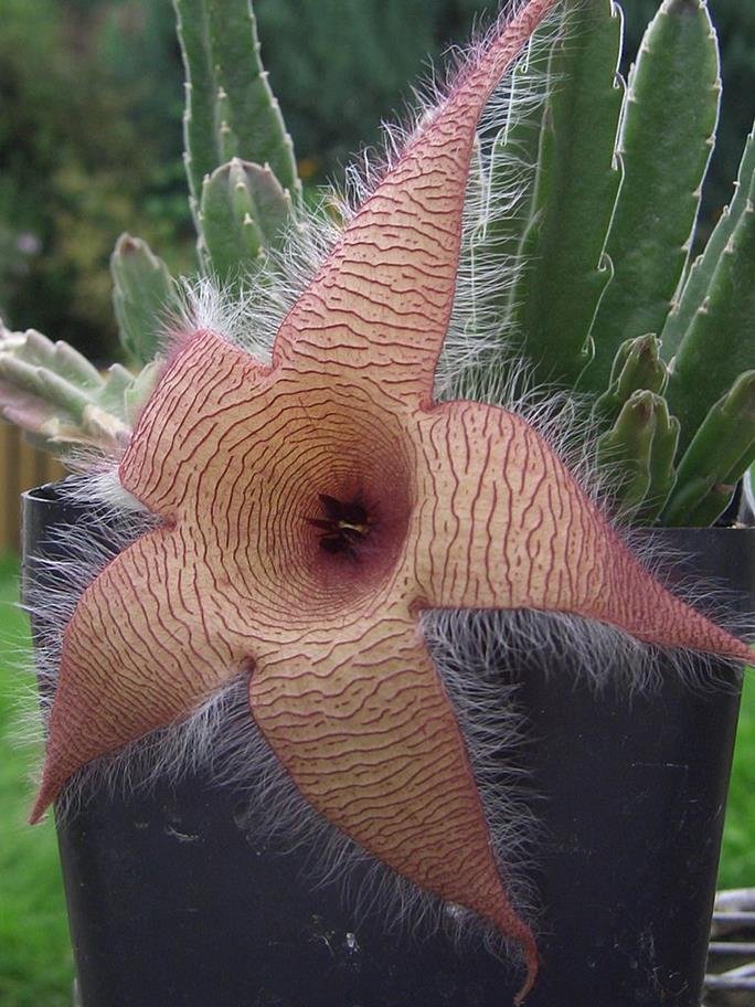 clarion flower (Stapelia gigantea)