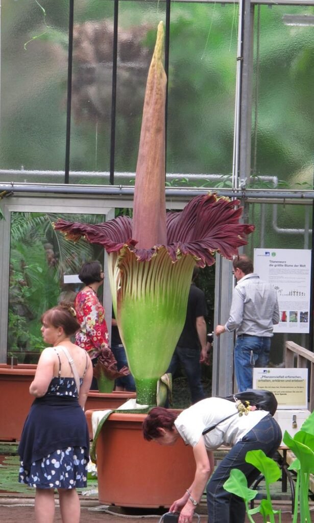 Titan Arum one of the stinking flowers